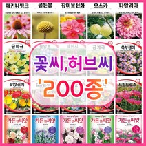 꽃씨 200종 꽃씨앗 꽃씨몰 다년생 월동 꽃 씨앗 세트 야생화 종자 / 코스모스 국화 제라늄 구절초 겹접시꽃 버들마편초 금어초 양귀비씨앗 메리골드 스토크 금어초 네모필라 꽃잔디, 20. 로단세 (종이꽃) 300립