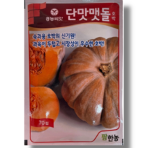 단맛맷돌호박70립/맷돌호박종자 맷돌호박씨앗