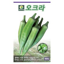 밀크티쓸 흰무니 엉겅퀴 2g - 씨 씨앗 밀크씨슬 엉겅퀴씨앗 나물 나물씨앗 채소씨 채소씨앗 흰무니엉겅퀴, 05_다농_오크라(50립)