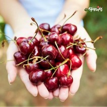식탐대첩 칠레 생 체리 1kg (10row), 단품