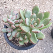 [수암다육] 단비 랜덤발송 Graptoveria 랜덤발송 다육 다육이 다육식물 420