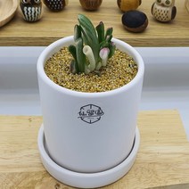우주목 백금(Crassula ovata Gollum Jade Plant white variegata) 화분 세트
