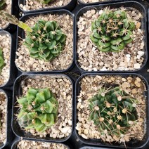 [미산농원] 담시 다육식물 선인장 미니다육, 1개