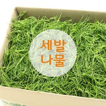 누리농산 세발나물 4kg, 4kg내외, 1개