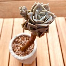 러블리즈 목대 다육 식물 화분포함1-60랜덤발송, 단품