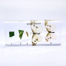투명 루 사이트 교육용 기구 14x6.5x1.8cm 양배추 나비 표본의 수명주기, 한개옵션0