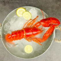 생선생 자숙 랍스터 홀 400~450g 1마리, 1팩, 400-450