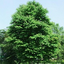 계수나무/실생3년뿌리묘(8주묶음)묘목/c0917, 1개