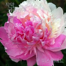 작약 숙근 입고 금강원예, 미스터애드