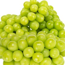 프리미엄 고당도 산지직송 최상급 샤인머스켓, 2수 1.3kg~1.4kg내외