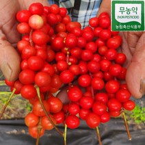 강원도 홍천 무농약 생 오미자 10kg 5kg 세척오미자 햇오미자 오미자청 오미자설탕절임 당절임 2023년, 세척생오미자 80%익음 10kg(페트통)