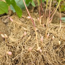 파릇파릇 삼지구엽초모종 300주/음양곽묘종 선령비주종근 청춘남여 필수에너지 삼지구엽초무엇인가