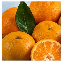 영화청과 특급 귤 4k500g 청 만들기 하우스 노지 조생 타이벡 농장 농원 제주도 시세 재배 나무