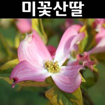 미꽃산딸(썬세트) 적색꽃 무늬잎 개화주(분)/나무 묘목/활엽수/정원용