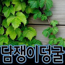 순희농장 담쟁이덩굴 한국담쟁이 10개묶음, 10개