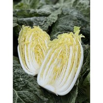 해남 쌈배추 알배추 8-12포기 생산자 산지직송