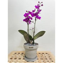 퀵 배송 인사이동문구 수서개업축하난 삼성승진난 양재승진축하난 교대승진화분 문정개업화분 서초개업화분 서울퀵배송 수서승진축하난 구의축하화분 잠실개업화분 삼성승진축하난 집들이선물 승진축, 1.화이트