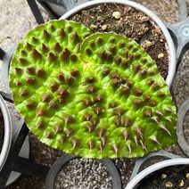 [올식스] 멜라노블라타 뿔베고니아 희귀식물 수입식물 공기정화식물 플랜테리어