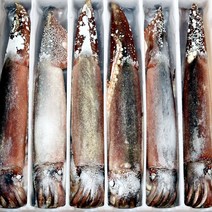 바르닷 추천 국내산 초코 오징어 20미 6.3kg 냉동오징어 업소용 도매 소매, 드라이아이스 추가