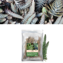 국내산 와송 건재 말린 200g 생 건 줄기 잎 건강 차 음료 탕 약재료 달여서 바위솔 신탑 탑송 부모님