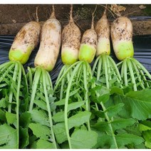 강원도 정선 산골마을 고랭지 생무청 김치용 5kg 10kg 양구펀치볼 시래시 동일품종 무김치 알타리무, 무달린 생무청 5kg