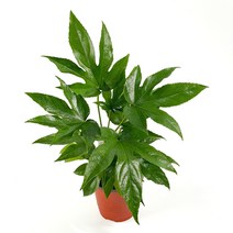 스타팔손이 1개 팔손이 초보식집사