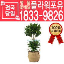 콤팩타 해초바구니 개업화분 개업선물 배달 이사 실내공기정화