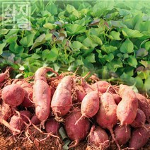 해남 햇고구마 제철 꿀고구마 베니하루카 달콤한 꿀밤 고구마 3kg 5kg, 꿀고구마(비세척) 특상5kg
