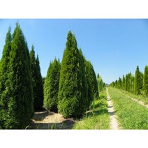 에메랄드그린 H1.0m 내외 분묘 측백 조경수 고급수종 울타리목 상록수 스마라그 분묘배송 - 꽃보러가자, 1개