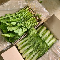 포천 빨간장화농장 맛있는 열무 얼갈이 산지직송, 1개, 열무 4kg