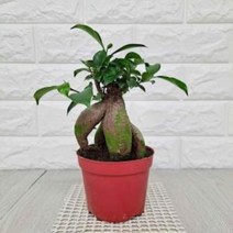 인삼펜다(소) 실내공기정화식물 공기청정식물, A^상품선택B^