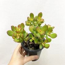 염좌