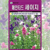 페인티드 세이지 씨앗 세이지 씨 허브 종자 100립, 단품