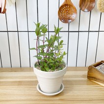 1+1 페퍼민트 키친허브 화분 세트 타임 바질 로즈마리 베란다 텃밭 허브 키우기, H10.페퍼민트, H10.페파민트