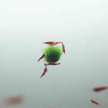 풍선모스볼키우기 열대어 구피 새우 놀이터 은신처, 풍선모스볼[소] 실길이 약 10cm