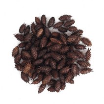 국산 볶은 도꼬마리 200g 태운 도꼬마리, 1, 본상품선택, 본상품선택