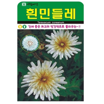 흰민들레 50립국내 토종 종자이며 간에 좋은 약초로 인기최고 50립