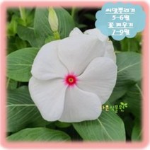 [나은식물원]250. 일일초 투톤 화이트-30립
