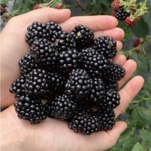자연농원 슈퍼블랙베리(5주 묶음) 가시없는복분자 토종복분자 묘목판매, 슈퍼블랙베리삽목 1년생(5주묶음)