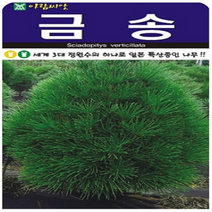 아-금송20립