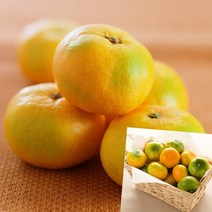 이지리치 타이벡 감귤 5KG 로얄과 맛좋은감귤 제주도귤