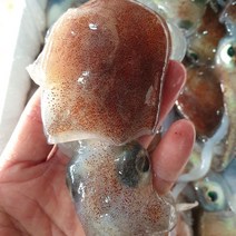 동해안 급냉 귀오징어 귀꼴뚜기 귀쭈꾸미, 2kg, 1개