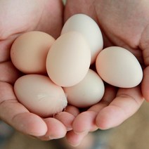 경북 예천군 신선한 백봉 오골계 유정란 (계란 달걀), 1box, 2. 백봉 오골계 유정란 - (20알)