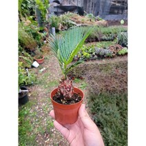플랜테리어 상품 소철 반려식물 20~40cm 89