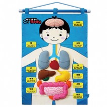 청양토이 교육교재 벽걸이차트 소중한 나의 몸속