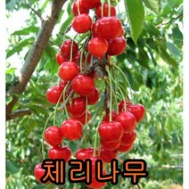 체리나무 접목1년 1그루+청포도(샤인머스켓)삽목1년 1그루 나무 묘목 나무판매 묘목판매