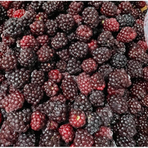 국산 무농약 23년산 김제 슈퍼복분자 햇 슈퍼 복분자 블랙베리 수퍼복분자 냉동복분자 급냉 복분자, 5kg