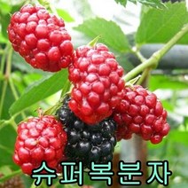 크렌베리묘목 포트묘3그루 유실수 꽃나무 나무묘목, 슈퍼복분자뿌리묘2주