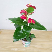 플라워앤곰_[안시리움(소품)_밤비노06]_32cm_적색(레드)_공기정화식물_포트화분 1개