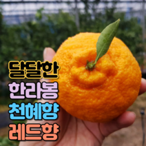 [특가] 제주 산지직송 레드향 한라봉 천혜향 선물용 명절 설날 추석 선물 세트, 05. 천혜향 대과 3kg